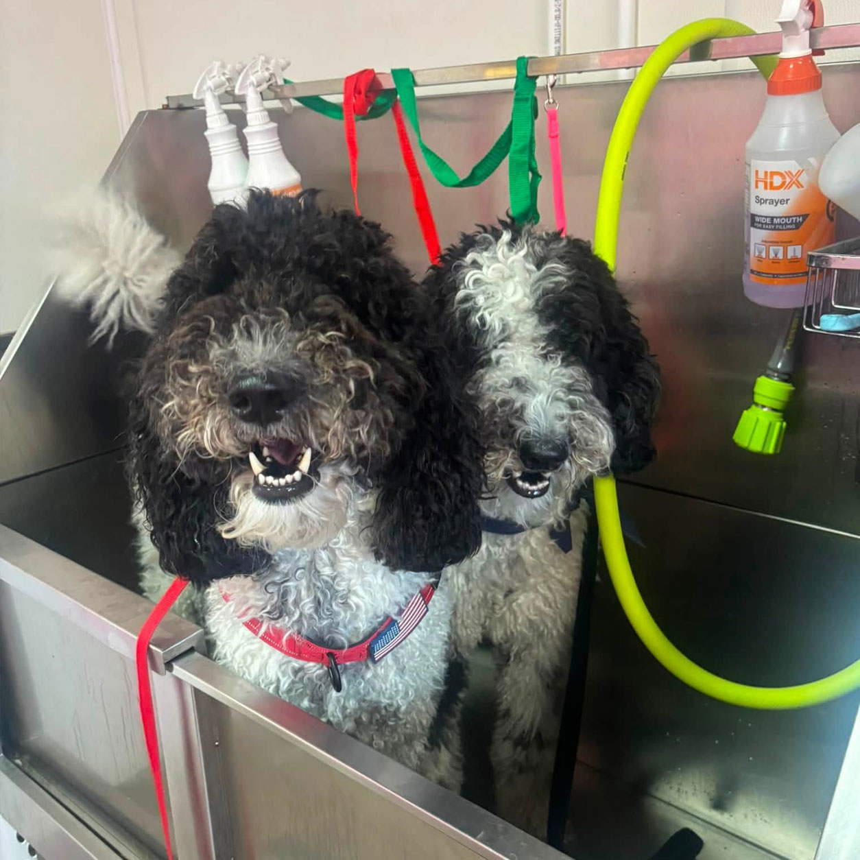 paws-and-praise-pet-grooming-services-gardner-kansas