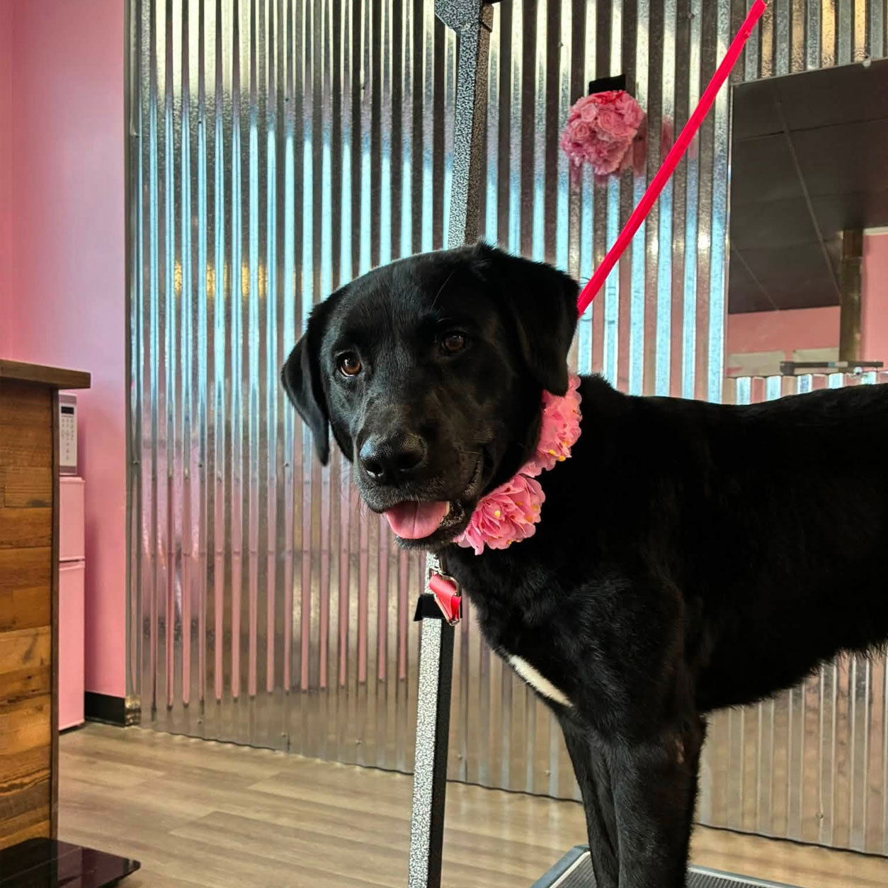paws-and-praise-pet-grooming-services-that-make-your-dogs-look-their-best-gardner-kansas